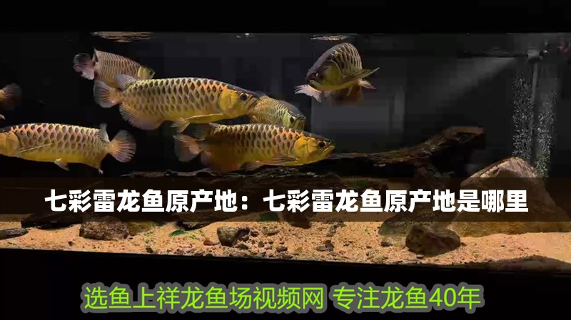 七彩雷龍魚原產地：七彩雷龍魚原產地是哪里