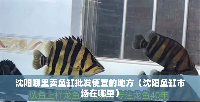 沈陽哪里賣魚缸批發便宜的地方（沈陽魚缸市場在哪里）