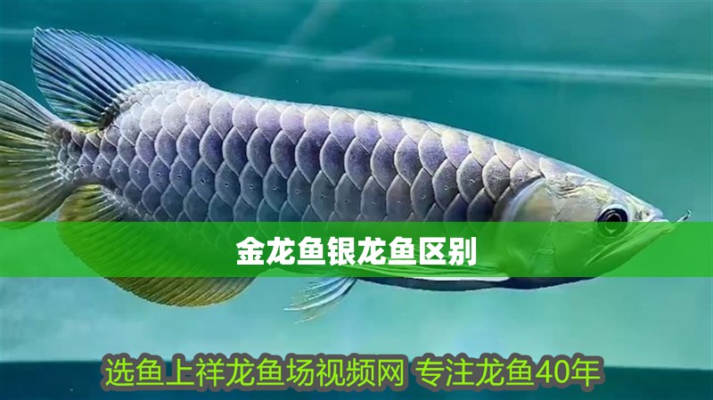 金龍魚銀龍魚區別