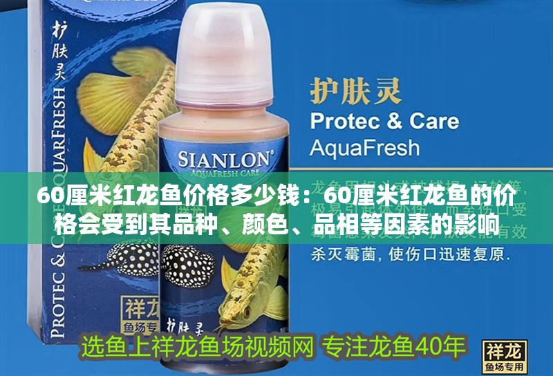 60厘米紅龍魚價格多少錢：60厘米紅龍魚的價格會受到其品種、顏色、品相等因素的影響