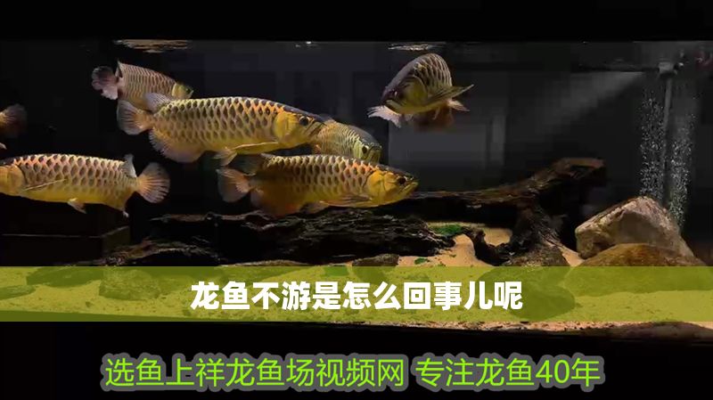 龍魚不游是怎么回事兒呢