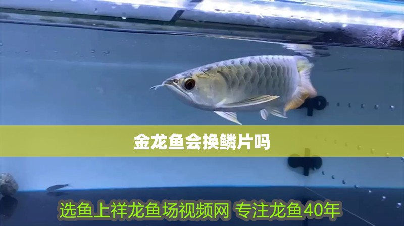 金龍魚會換鱗片嗎