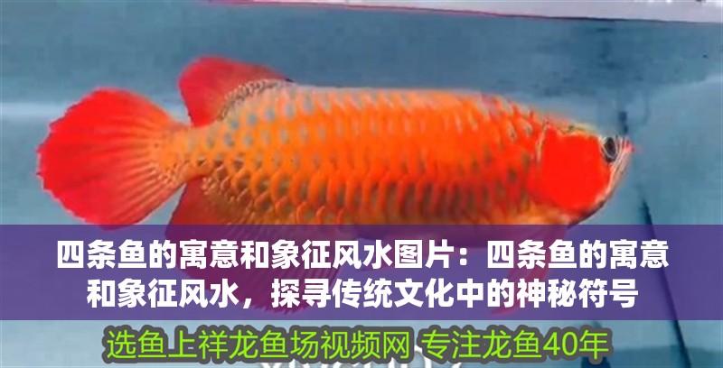 四條魚的寓意和象征風水圖片：四條魚的寓意和象征風水，探尋傳統文化中的神秘符號