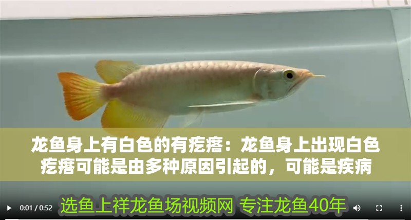 龍魚身上有白色的有疙瘩：龍魚身上出現(xiàn)白色疙瘩可能是由多種原因引起的，可能是疾病