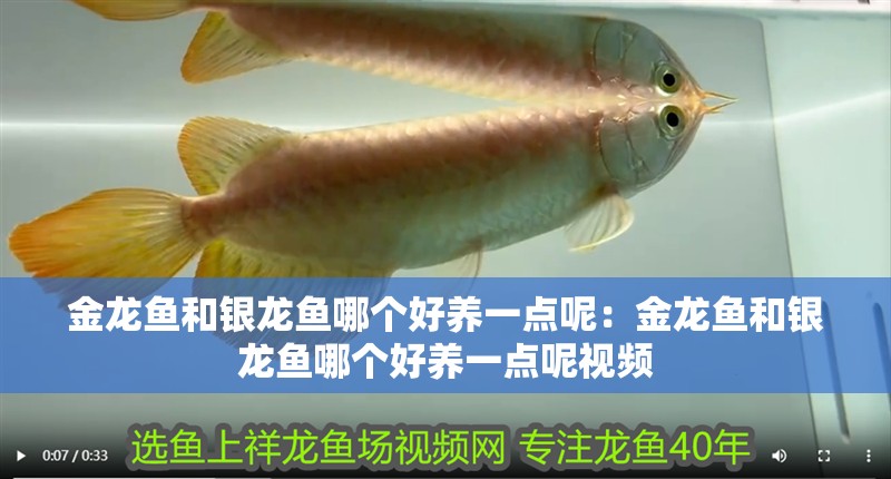 金龍魚(yú)和銀龍魚(yú)哪個(gè)好養(yǎng)一點(diǎn)呢：金龍魚(yú)和銀龍魚(yú)哪個(gè)好養(yǎng)一點(diǎn)呢視頻