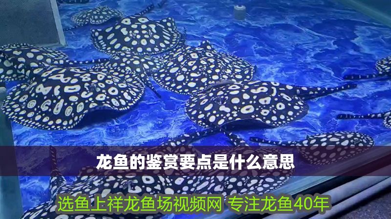龍魚的鑒賞要點是什么意思