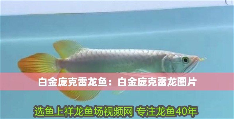 白金龐克雷龍魚：白金龐克雷龍圖片