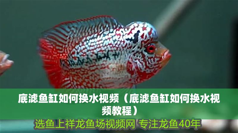 底濾魚缸如何換水視頻（底濾魚缸如何換水視頻教程）
