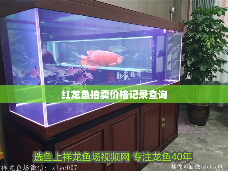 紅龍魚拍賣價格記錄查詢