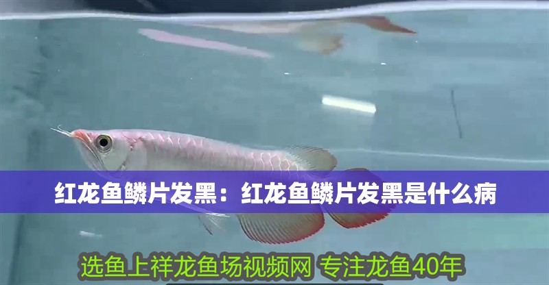 紅龍魚鱗片發黑：紅龍魚鱗片發黑是什么病