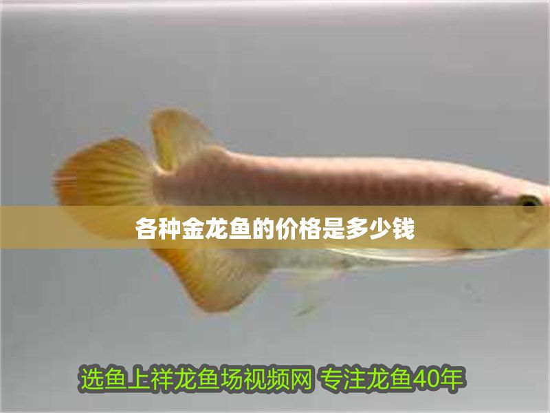 各種金龍魚的價格是多少錢