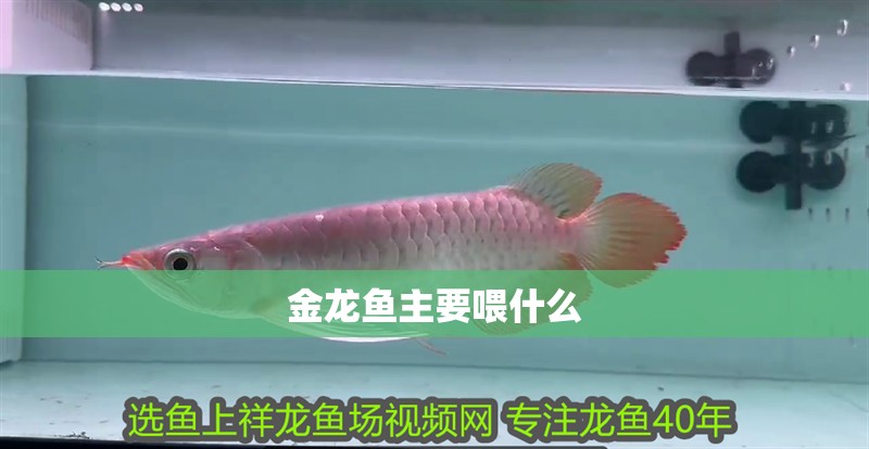 金龍魚主要喂什么