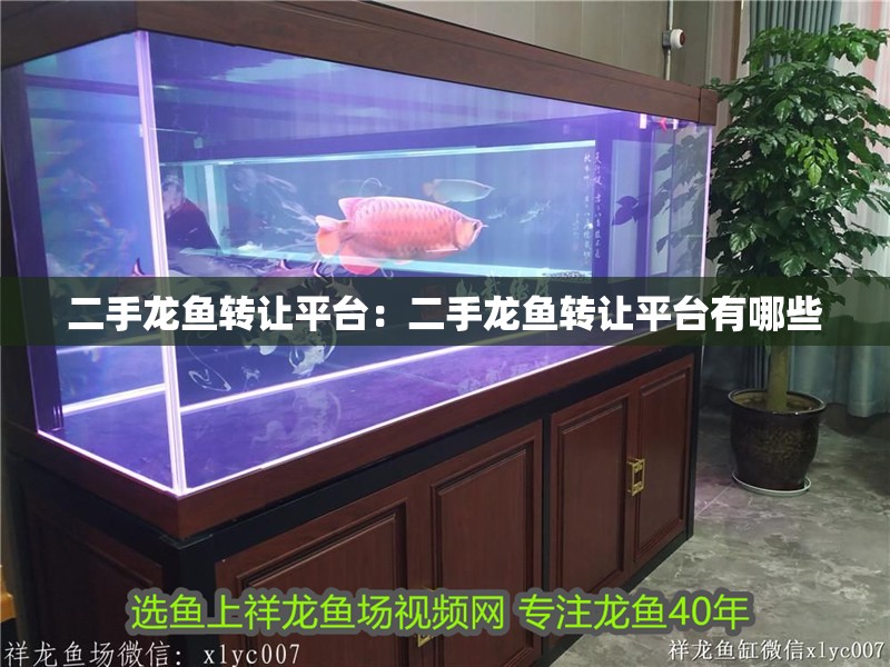 二手龍魚轉讓平臺：二手龍魚轉讓平臺有哪些