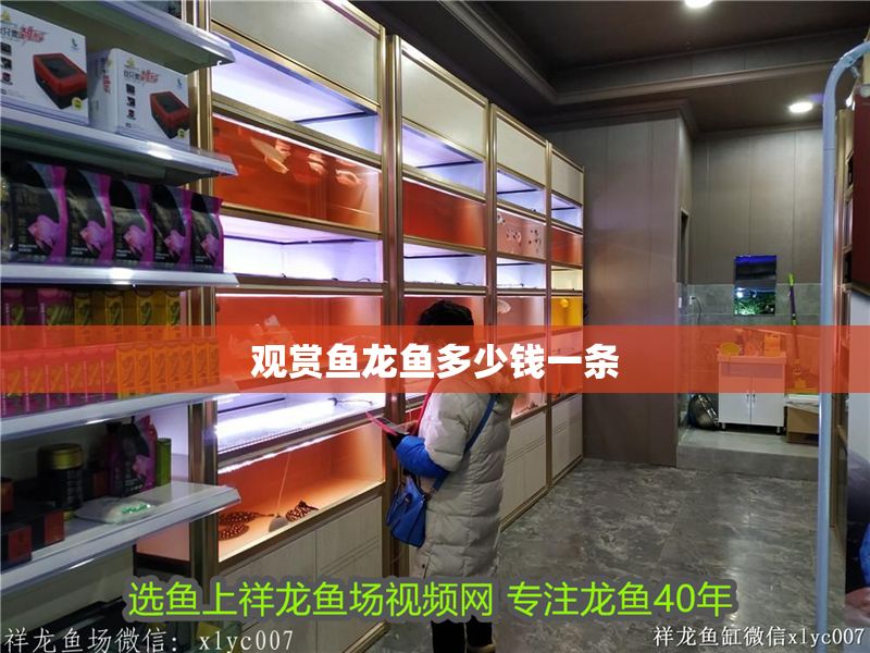 觀賞魚龍魚多少錢一條