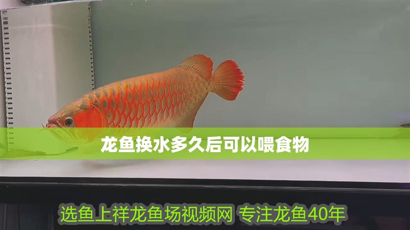 龍魚換水多久后可以喂食物 龍魚百科 第2張 龍魚換水多久后可以喂食物 龍魚換水多久后可以喂食物 龍魚百科 第2張