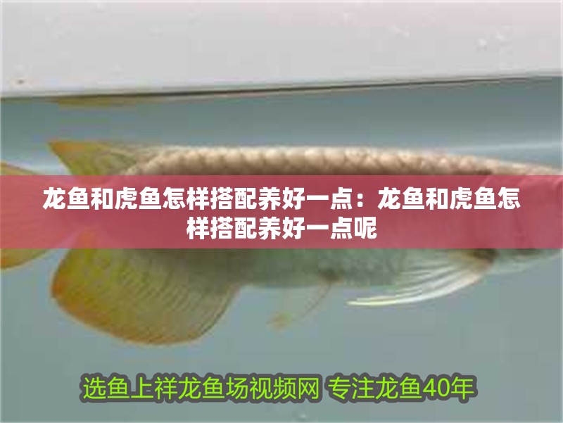 龍魚(yú)和虎魚(yú)怎樣搭配養(yǎng)好一點(diǎn)：龍魚(yú)和虎魚(yú)怎樣搭配養(yǎng)好一點(diǎn)呢