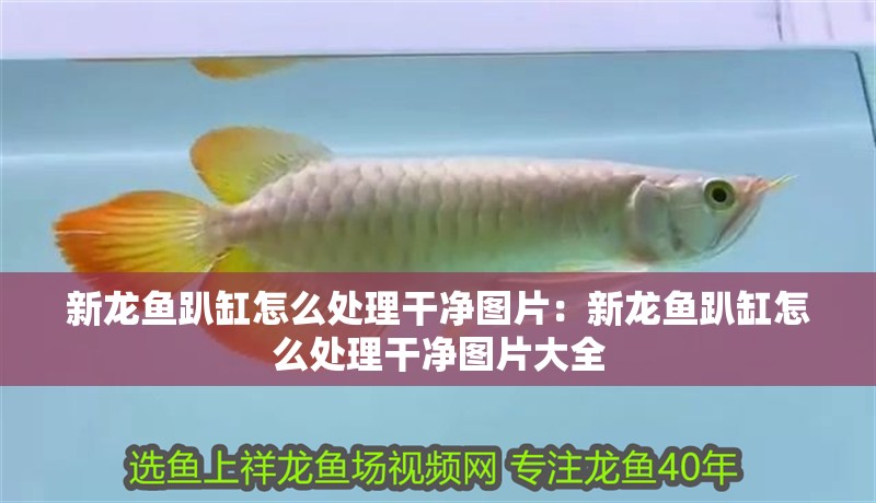 新龍魚趴缸怎么處理干凈圖片：新龍魚趴缸怎么處理干凈圖片大全
