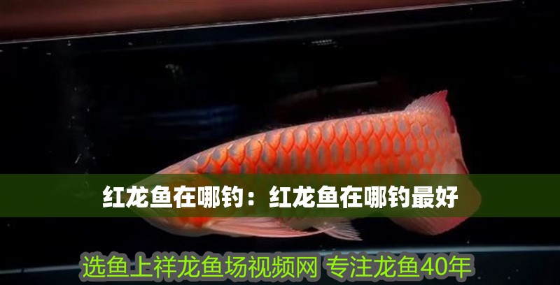 紅龍魚在哪釣：紅龍魚在哪釣最好