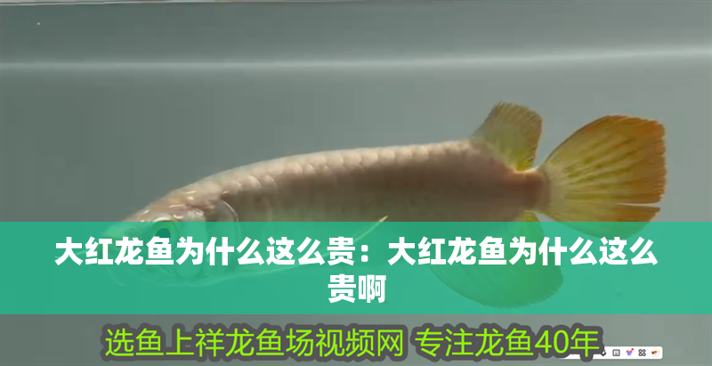 大紅龍魚為什么這么貴：大紅龍魚為什么這么貴啊