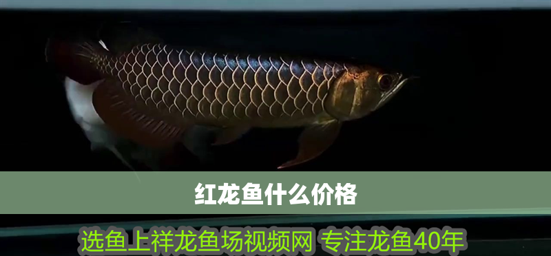 紅龍魚什么價格