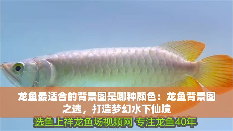 龍魚(yú)最適合的背景圖是哪種顏色：龍魚(yú)背景圖之選，打造夢(mèng)幻水下仙境