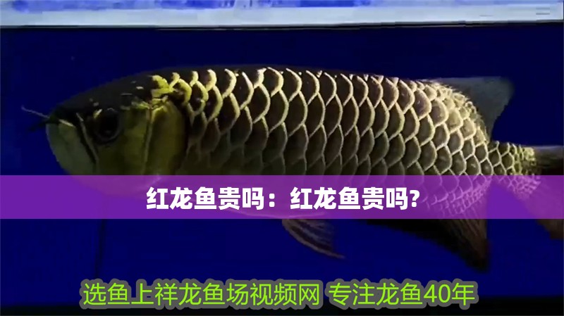 紅龍魚貴嗎：紅龍魚貴嗎?