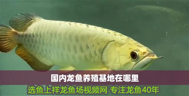 國(guó)內(nèi)龍魚養(yǎng)殖基地在哪里