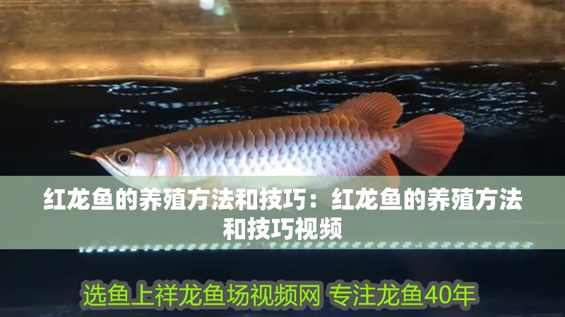 銀龍魚用嘴呼吸(銀龍魚用嘴呼吸怎么辦)