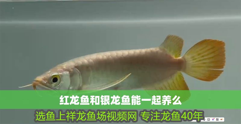 紅龍魚和銀龍魚能一起養么