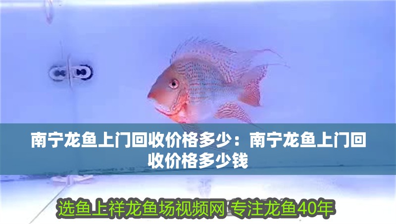 南寧龍魚上門回收價格多少：南寧龍魚上門回收價格多少錢