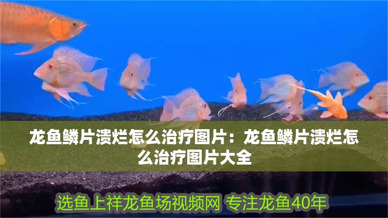 龍魚鱗片潰爛怎么治療圖片：龍魚鱗片潰爛怎么治療圖片大全