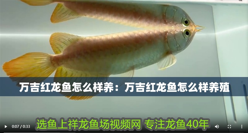 萬(wàn)吉紅龍魚(yú)怎么樣養(yǎng)：萬(wàn)吉紅龍魚(yú)怎么樣養(yǎng)殖