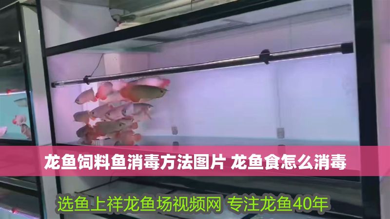 龍魚飼料魚消毒方法圖片 龍魚食怎么消毒