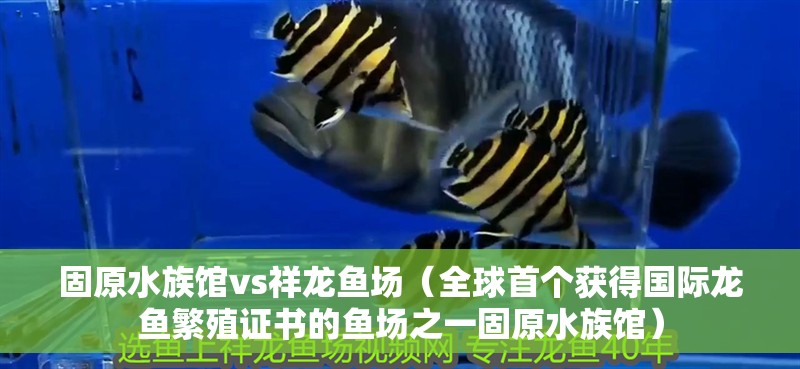 固原水族館vs祥龍魚場(全球首個獲得國際龍魚繁殖證書的魚場之一固原水族館) 全國水族館企業名錄 第1張 固原水族館vs祥龍魚場(全球首個獲得國際龍魚繁殖證書的魚場之一固原水族館) 固原水族館vs祥龍魚場(全球首個獲得國際龍魚繁殖證書的魚場之一固原水族館) 全國水族館企業名錄 第1張