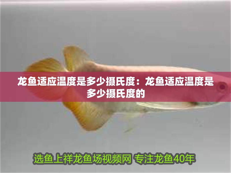 銀龍魚越養顏色越深嗎(銀龍魚會發色嗎)