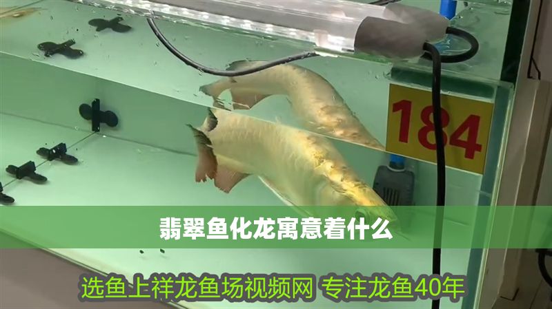 翡翠魚化龍寓意著什么