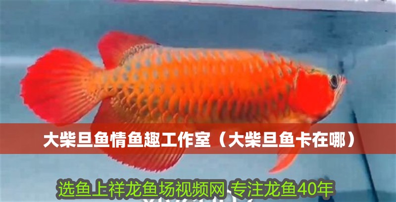 大柴旦魚情魚趣工作室（大柴旦魚卡在哪）