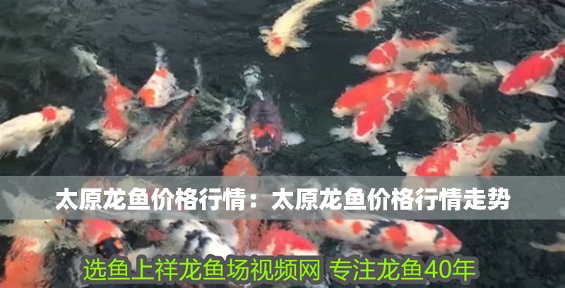 太原龍魚價格行情：太原龍魚價格行情走勢