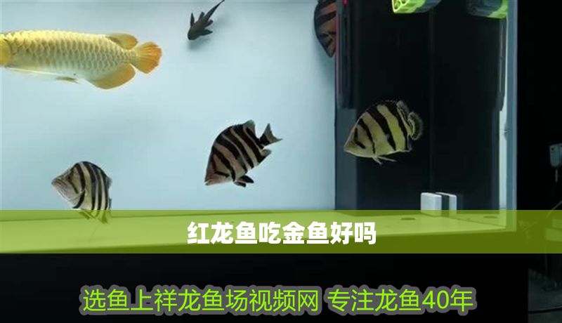 紅龍魚吃金魚好嗎