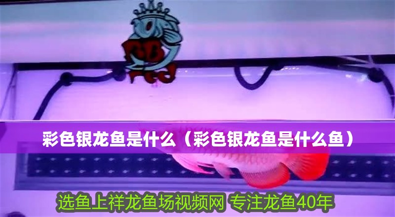 彩色銀龍魚是什么（彩色銀龍魚是什么魚）