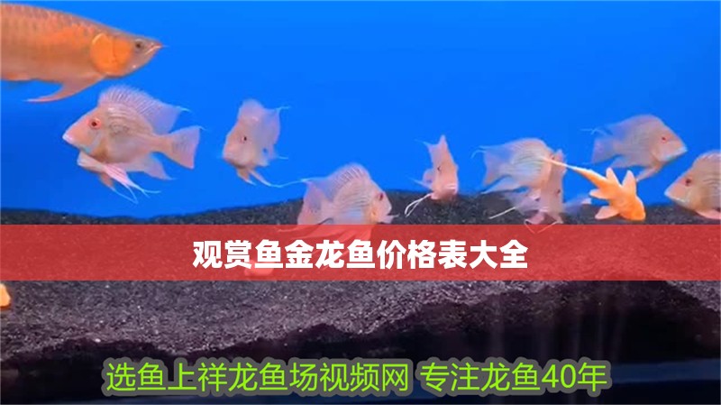 觀賞魚金龍魚價(jià)格表大全