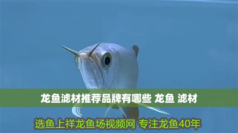 龍魚濾材推薦品牌有哪些 龍魚 濾材