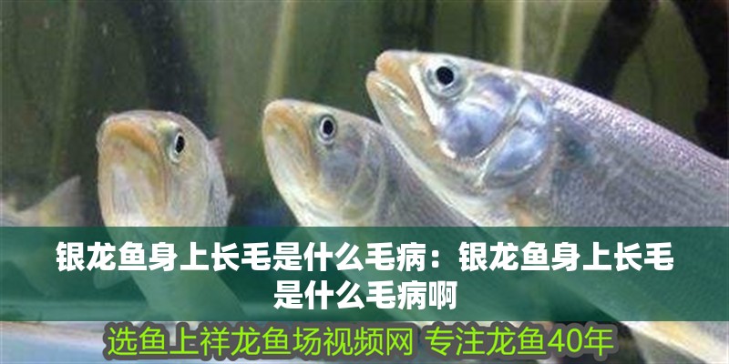 銀龍魚身上長毛是什么毛病：銀龍魚身上長毛是什么毛病啊
