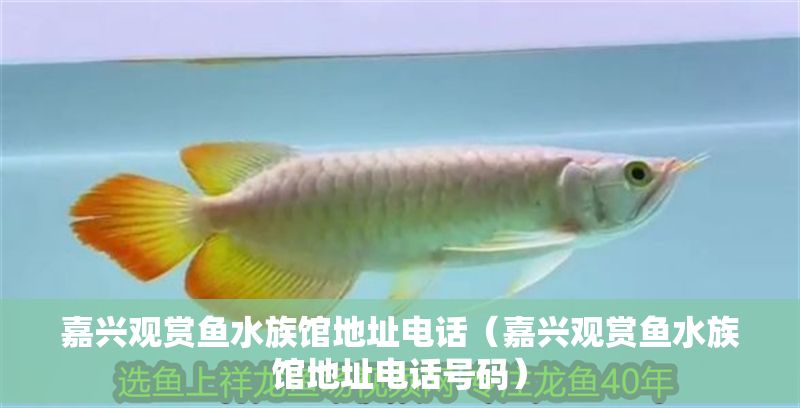 嘉興觀賞魚水族館地址電話（嘉興觀賞魚水族館地址電話號碼）