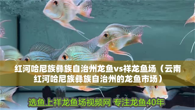 紅河哈尼族彝族自治州龍魚vs祥龍魚場（云南紅河哈尼族彝族自治州的龍魚市場）