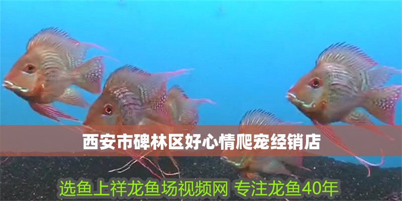 西安市碑林區(qū)好心情爬寵經(jīng)銷店