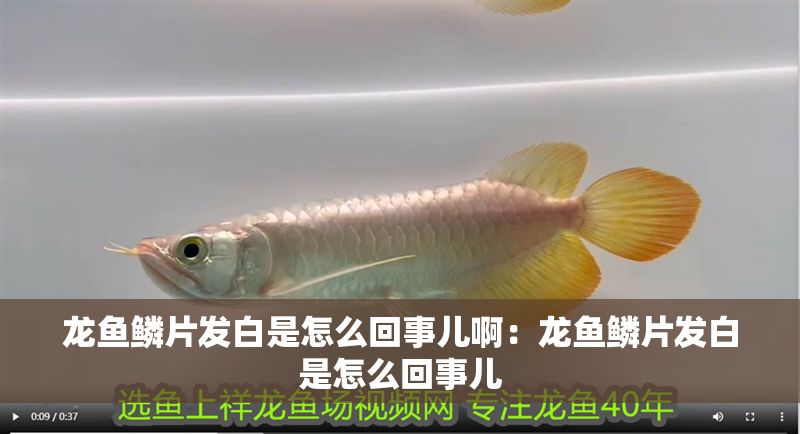 龍魚鱗片發白是怎么回事兒?。糊堲~鱗片發白是怎么回事兒