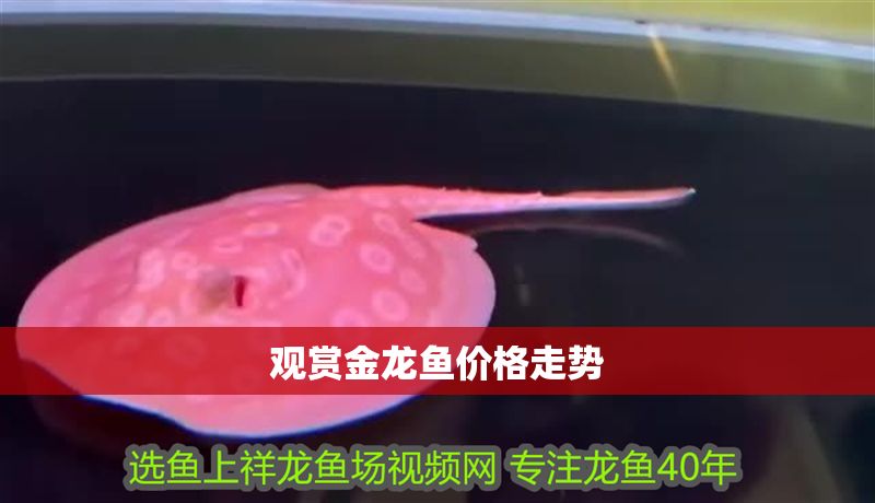 觀賞金龍魚價格走勢