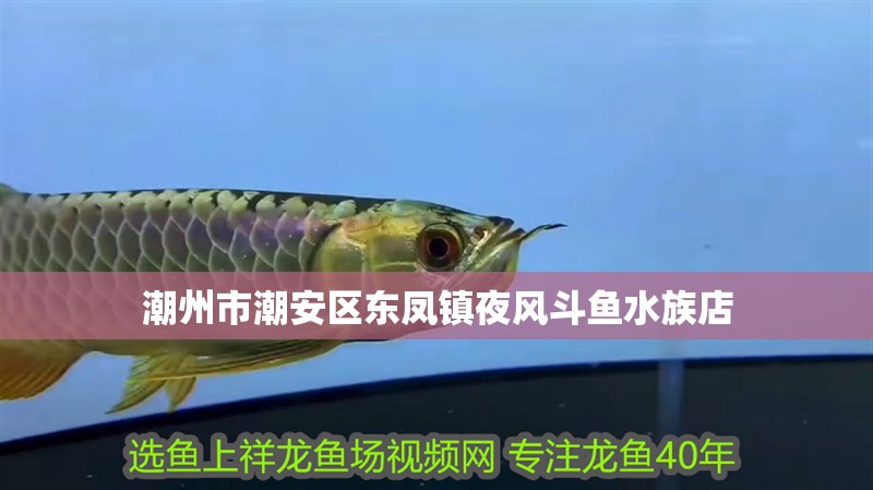 潮州市潮安區(qū)東鳳鎮(zhèn)夜風(fēng)斗魚水族店