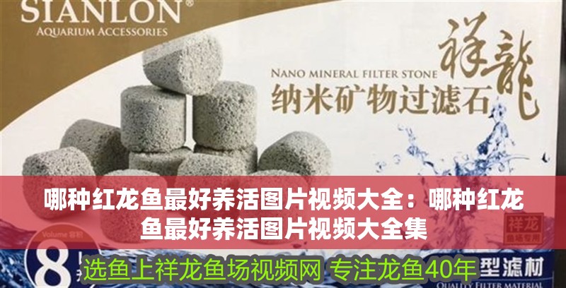 哪種紅龍魚最好養(yǎng)活圖片視頻大全：哪種紅龍魚最好養(yǎng)活圖片視頻大全集